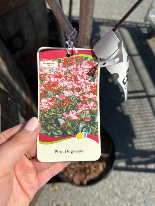 Pink Dogwood 5 Gal