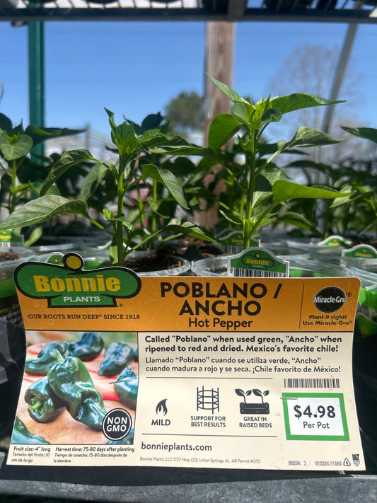 Poblano Ancho Hot Pepper