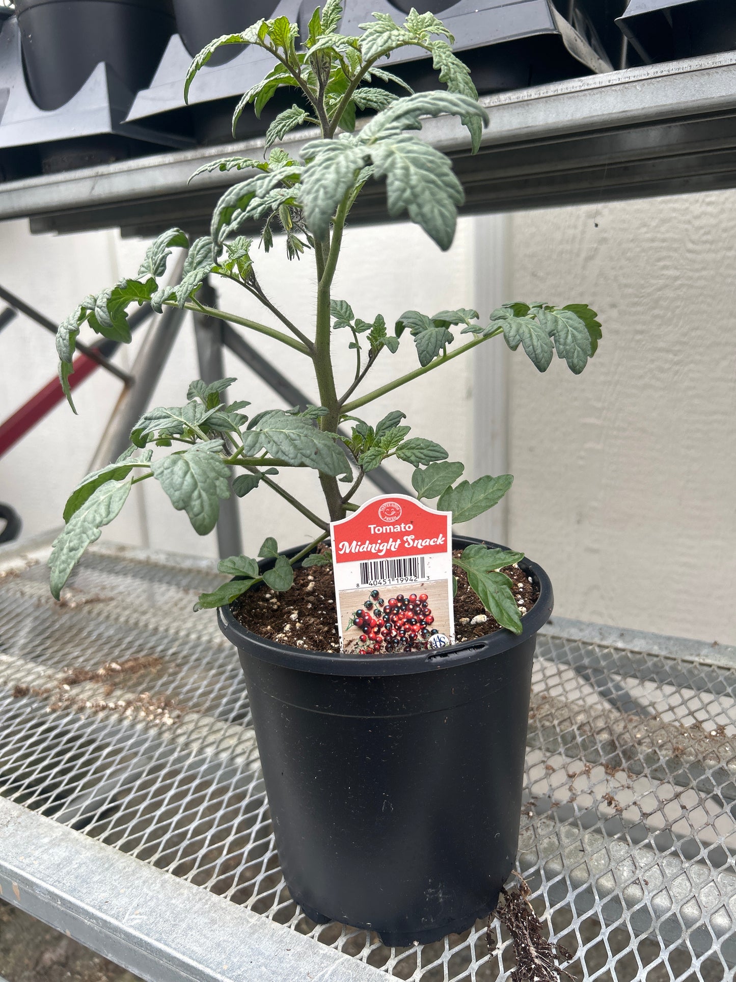 Midnight Snack Gal Tomato