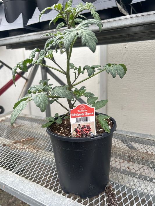 Midnight Snack Gal Tomato