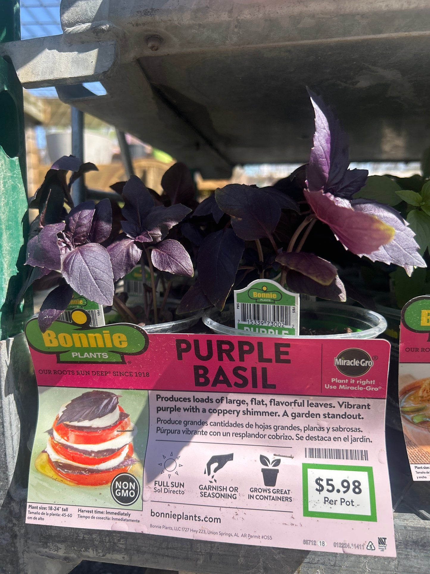 Purple Basil Bonnie Cup