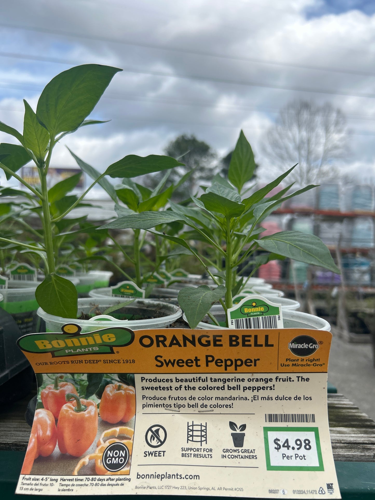 Sweet Bell Pepper Bonnie Cup