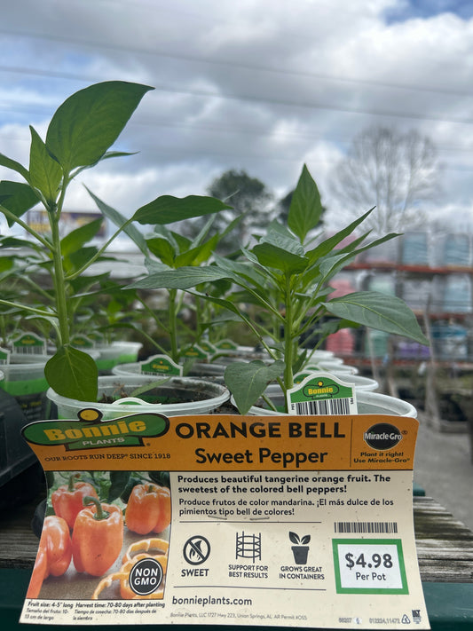 Sweet Bell Pepper Bonnie Cup