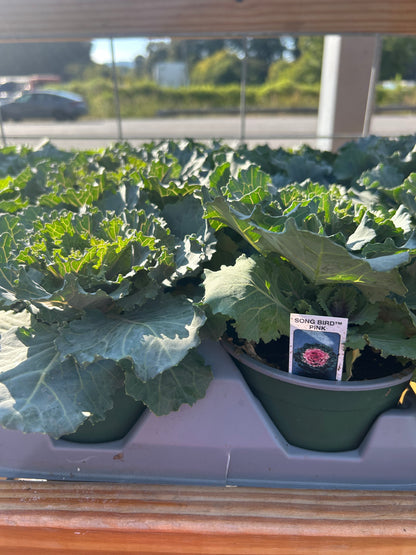 5” Ornamental Veggie