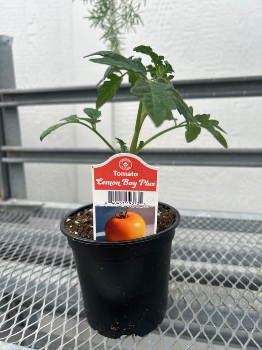 Lemon Boy Cup Tomato