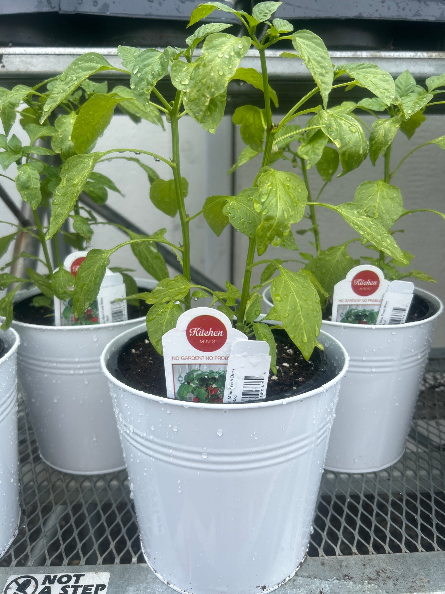 Kitchen Minis Fresh Bites Tomato