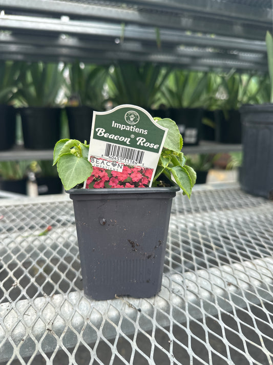 Impatiens Beacon Rose