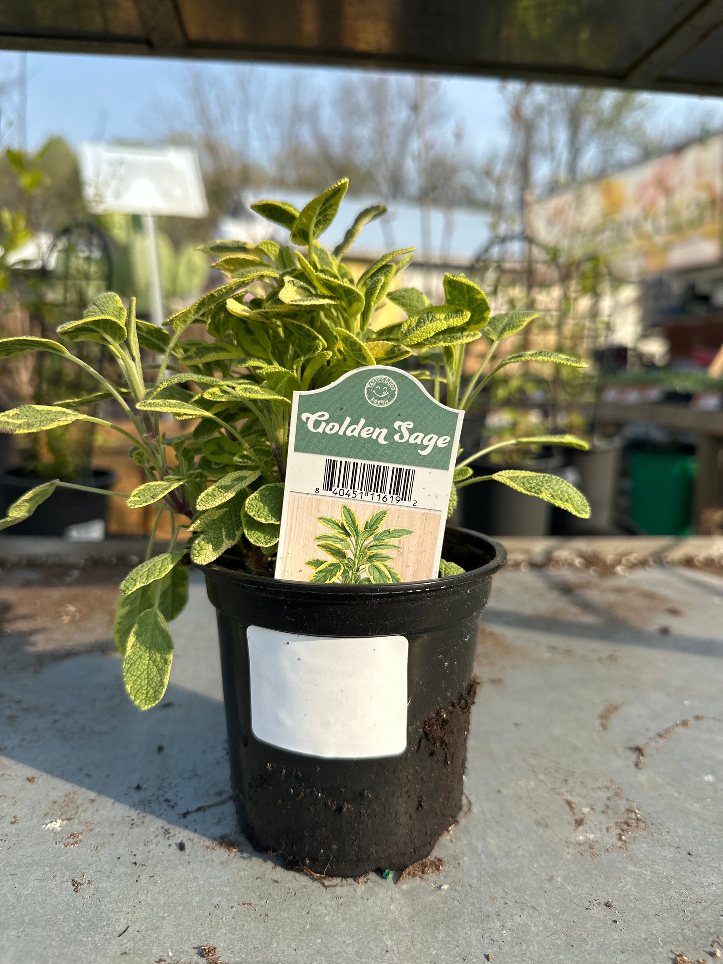 Golden Sage