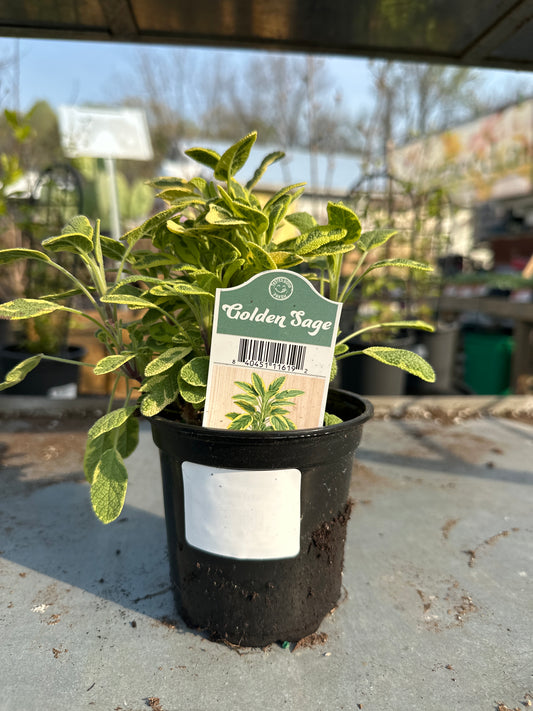 Golden Sage