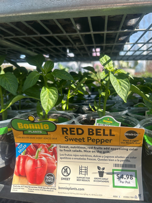 Red Bell Sweet Pepper Bonnie Cup