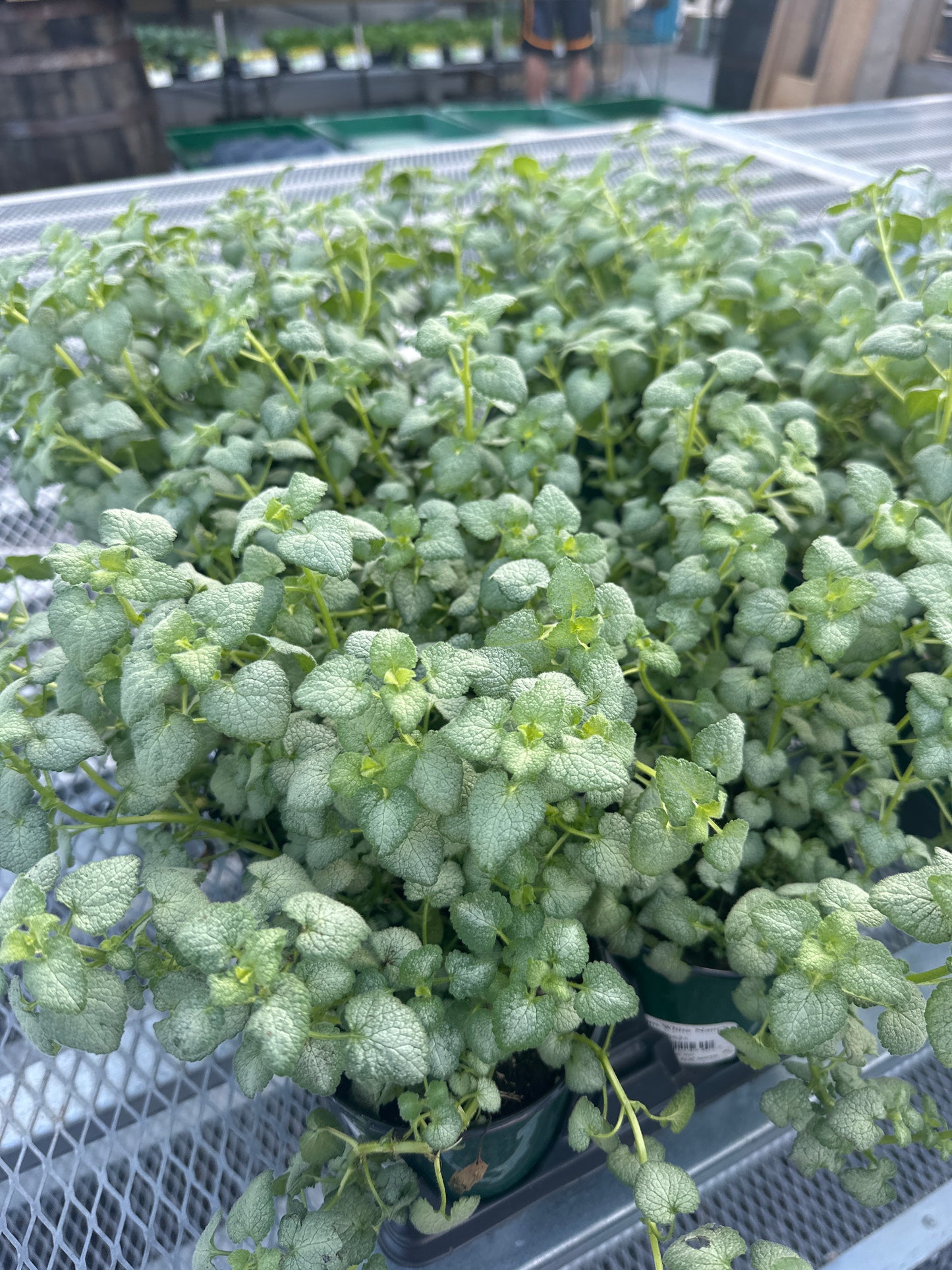 Lamium White Nancy