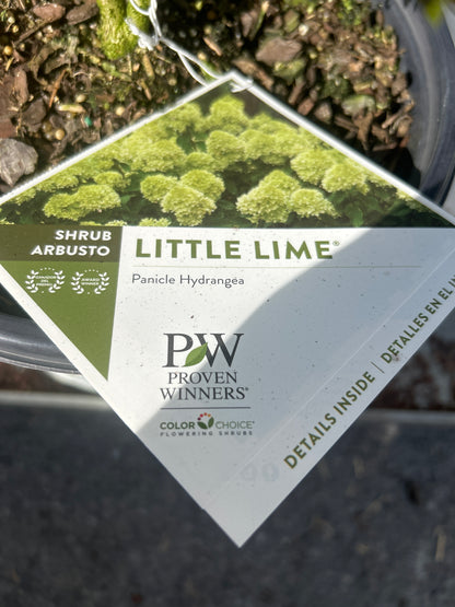 PW Panicle Hydrangea
