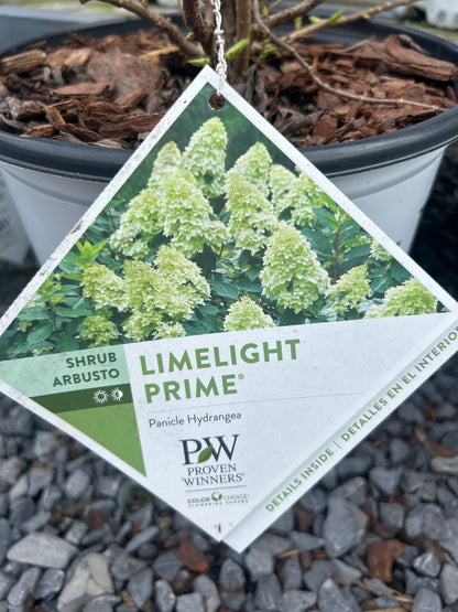 PW Panicle Hydrangea