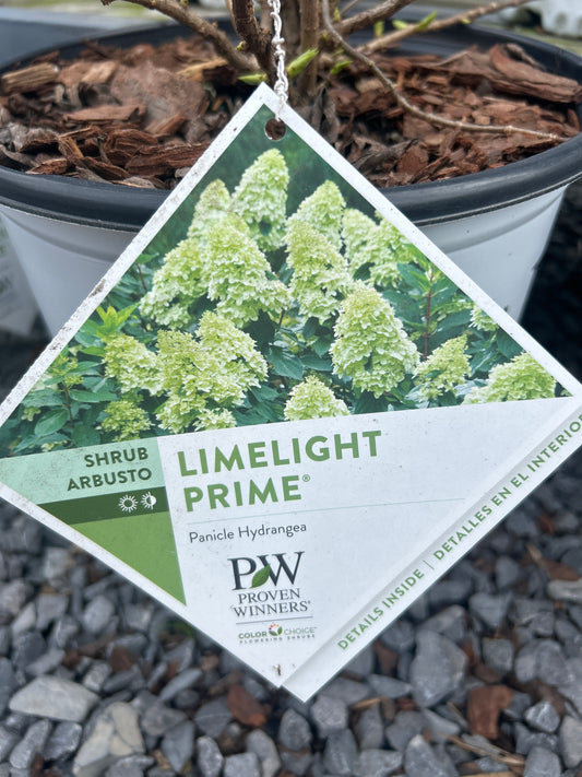 PW Panicle Hydrangea