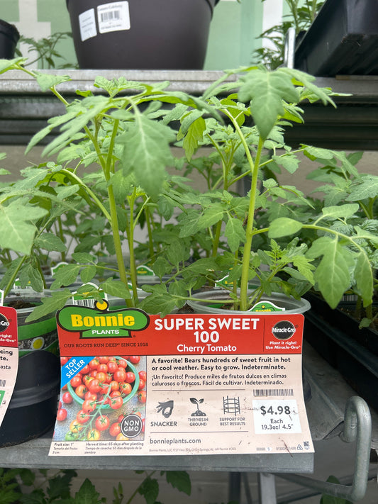 Super Sweet 100 Cherry Tomato Bonnie Cup