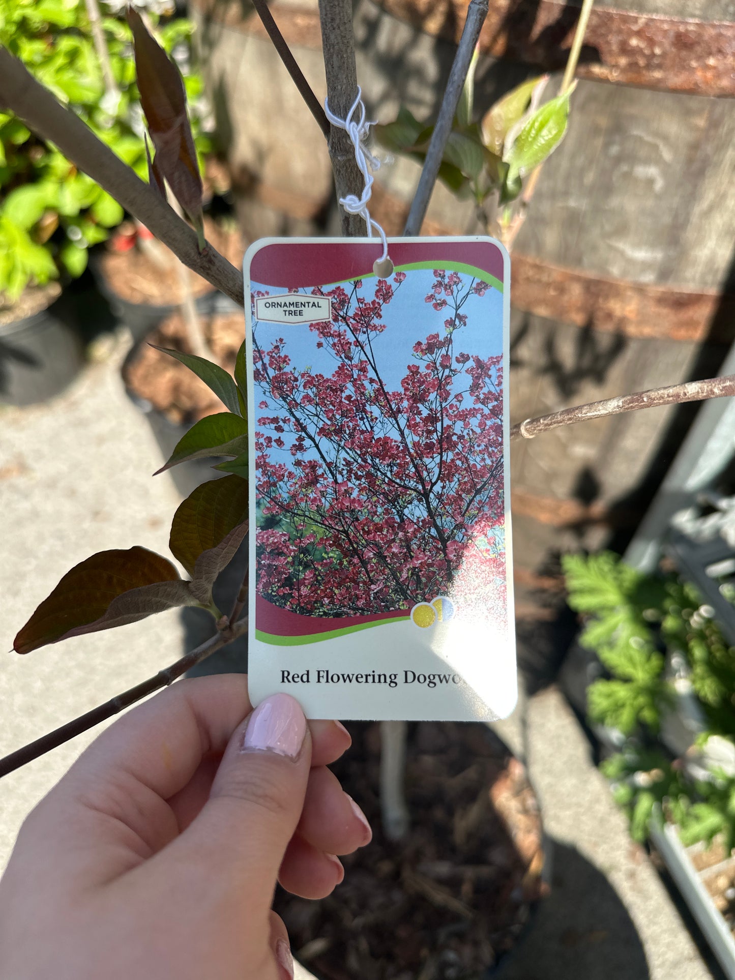 Red Dogwood 5 Gal