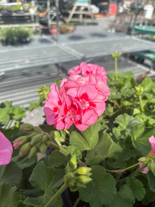 Geranium 6.5 Pot