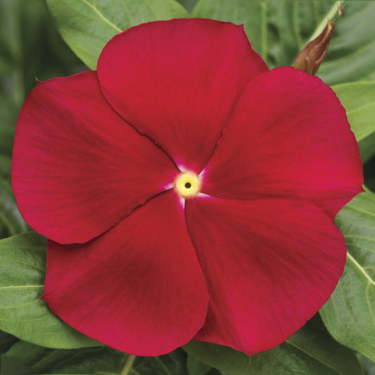 Vinca 3.5"