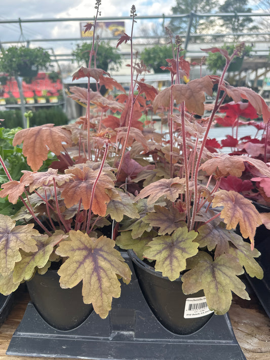 Heucherella Sweet Tea 6.5 pot
