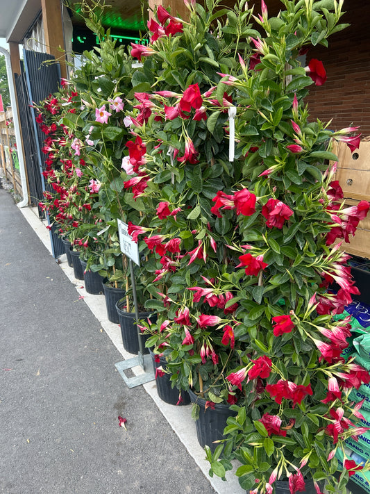 Mandevilla