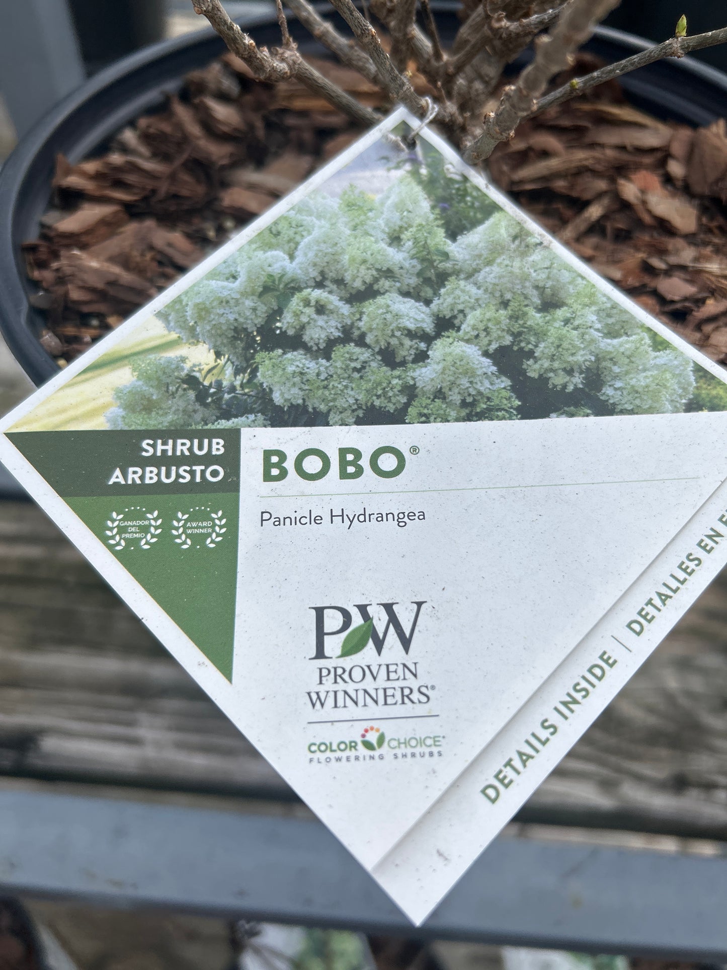 PW Panicle Hydrangea