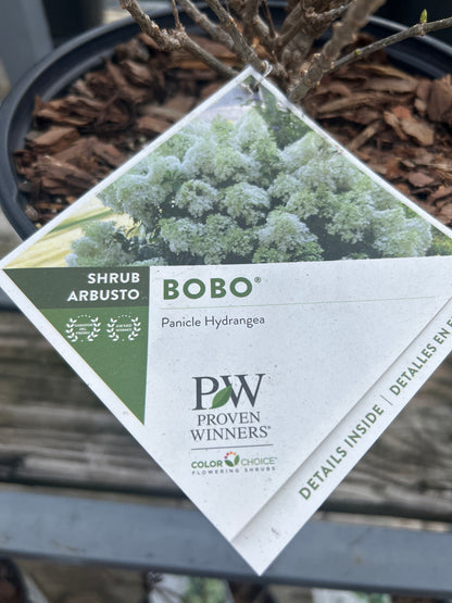PW Panicle Hydrangea