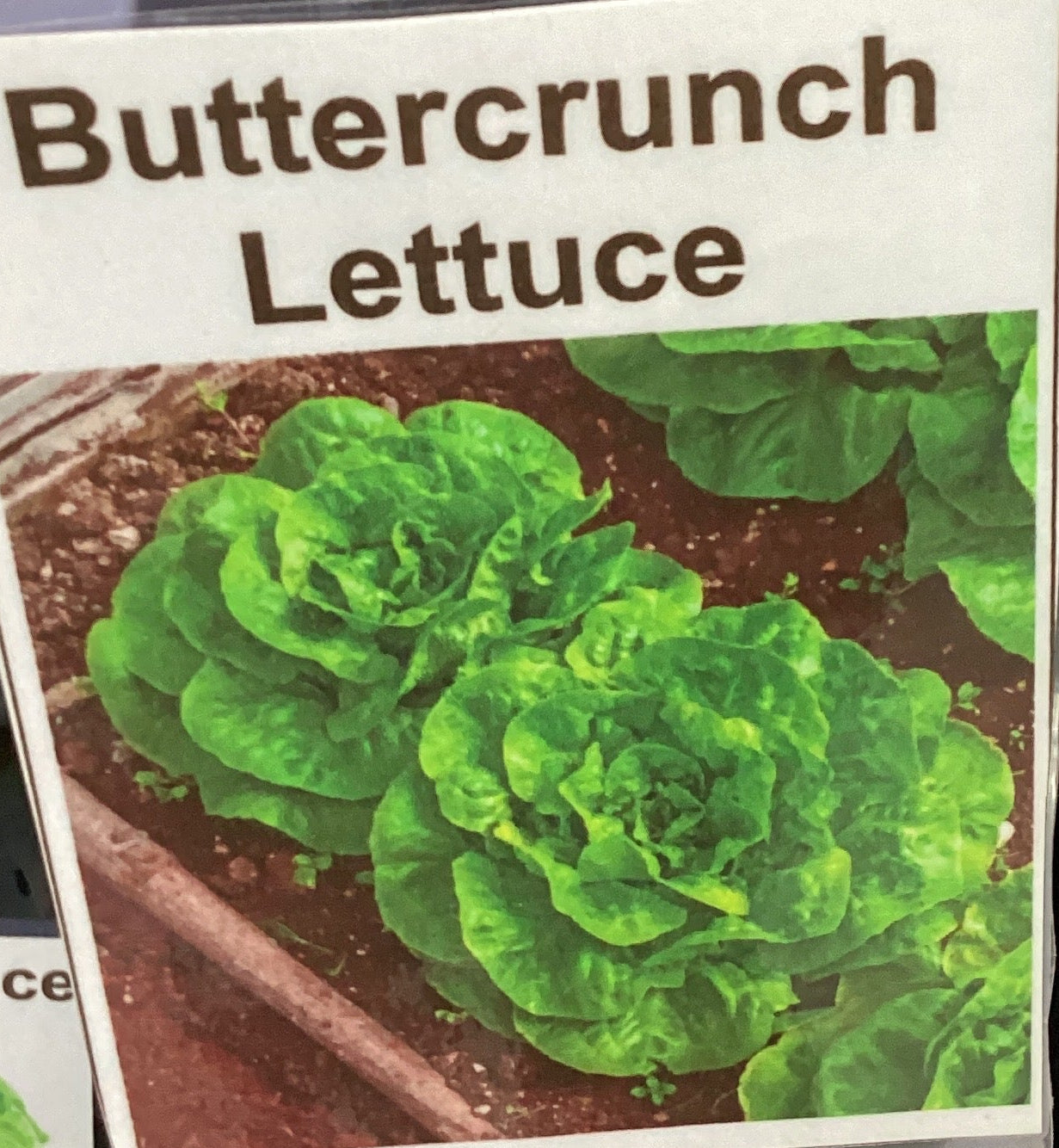 Buttercrunch Lettuce Seeds