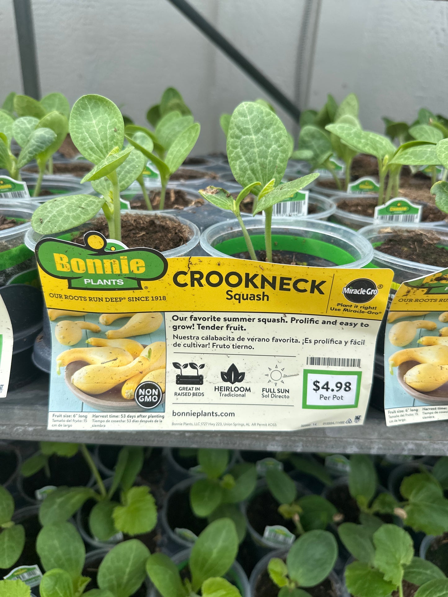 Bonnie Crookneck Squash