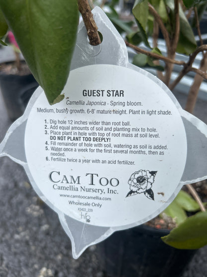 Camellia
