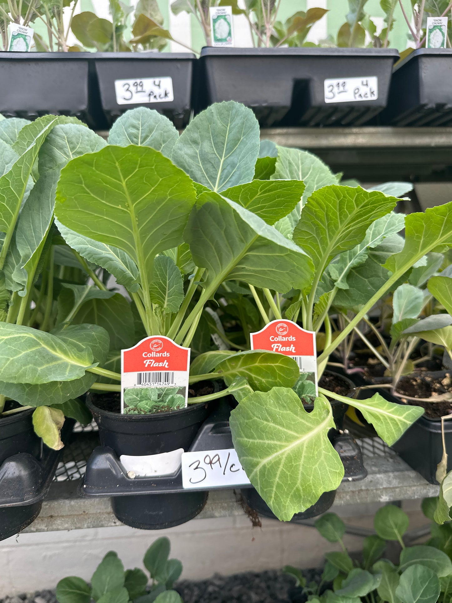Collards Flash Cup