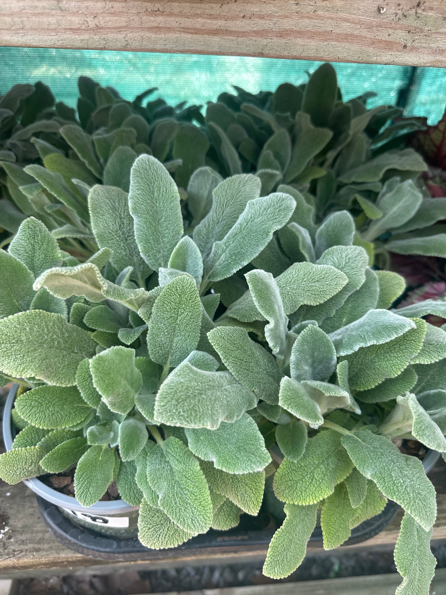Lambs Ear