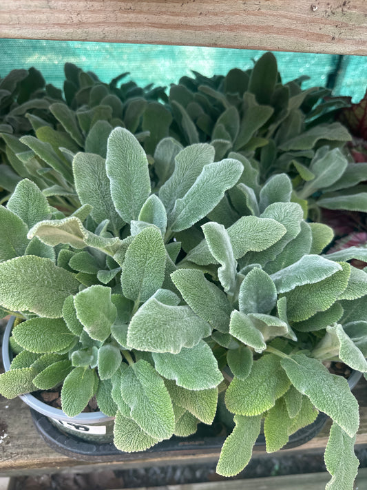 Lambs Ear
