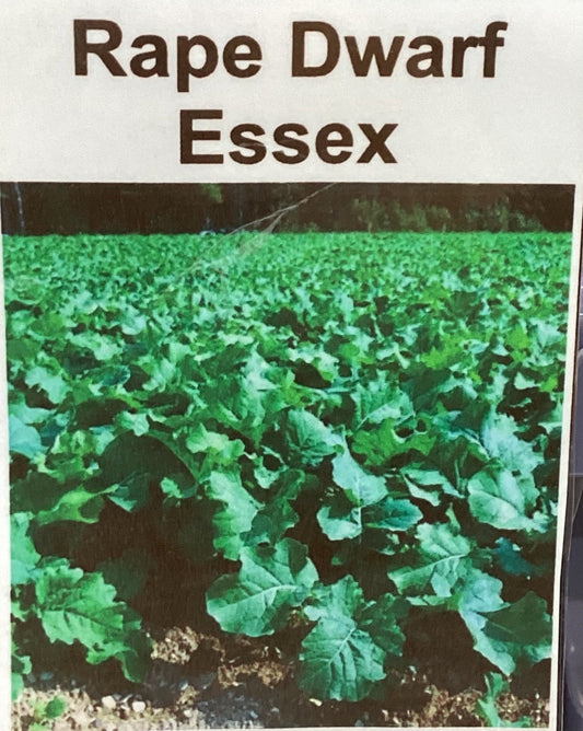 Dwarf Essex Rapeseed