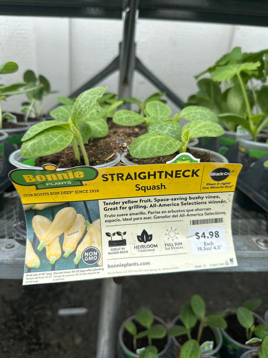 Bonnie Straightneck Squash