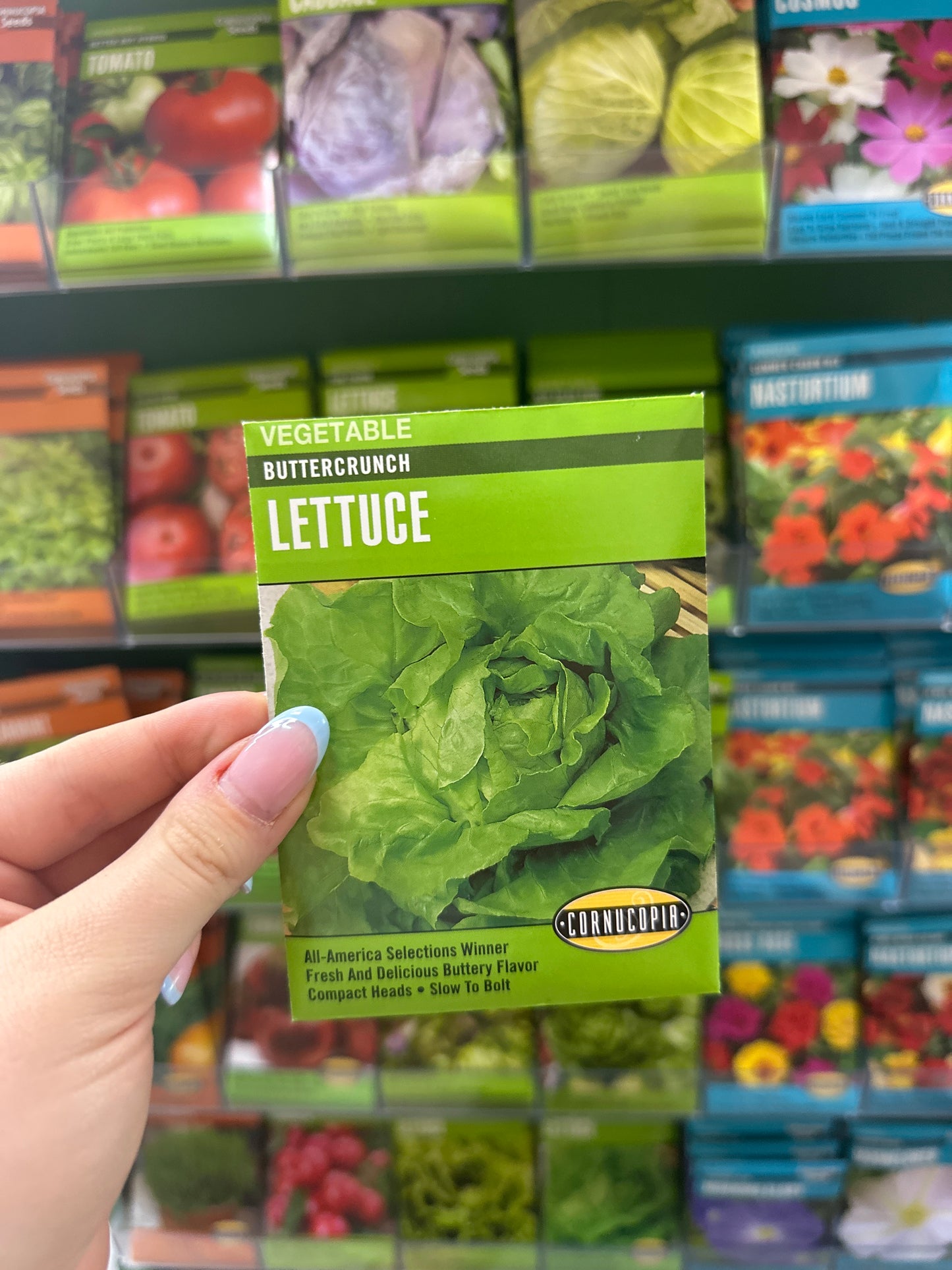 Buttercrunch Lettuce