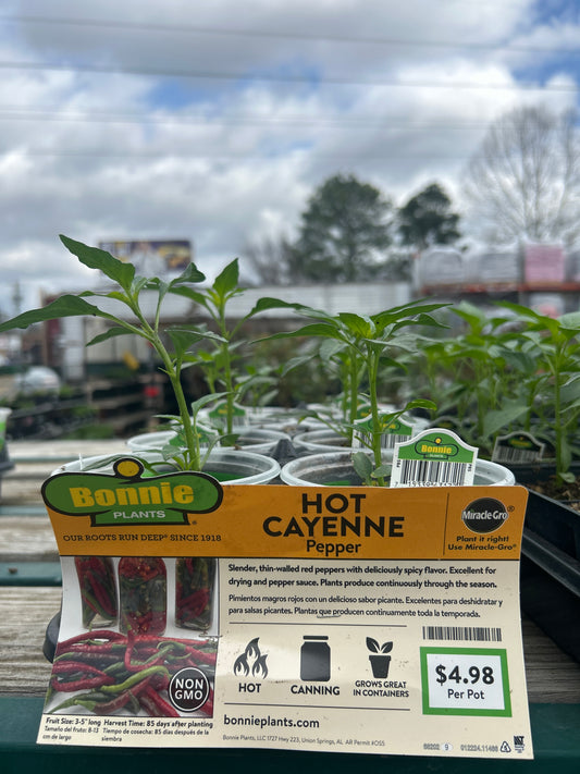 Hot Cayenne Pepper Bonnie Cup