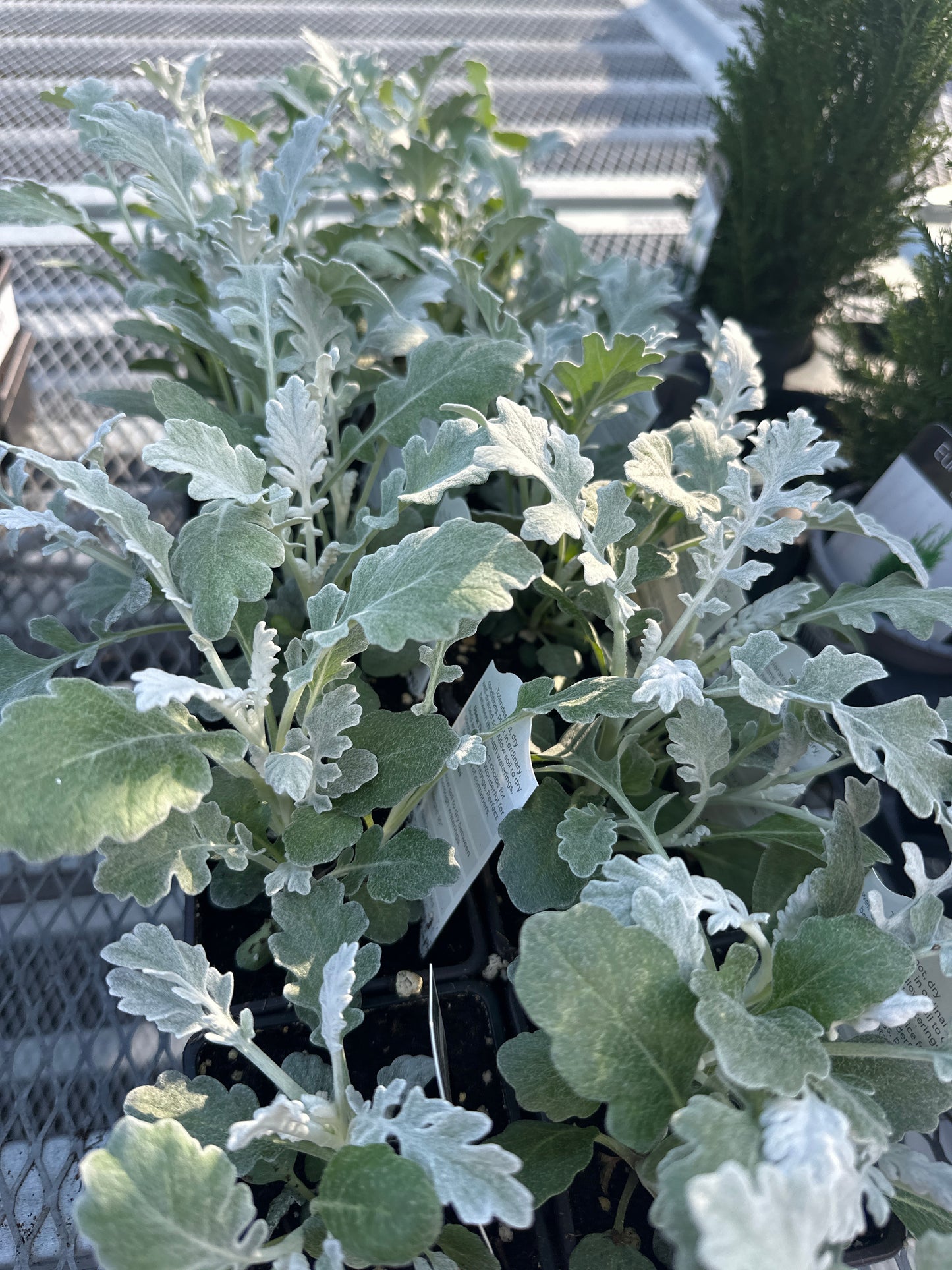 Dusty Miller Silverdust