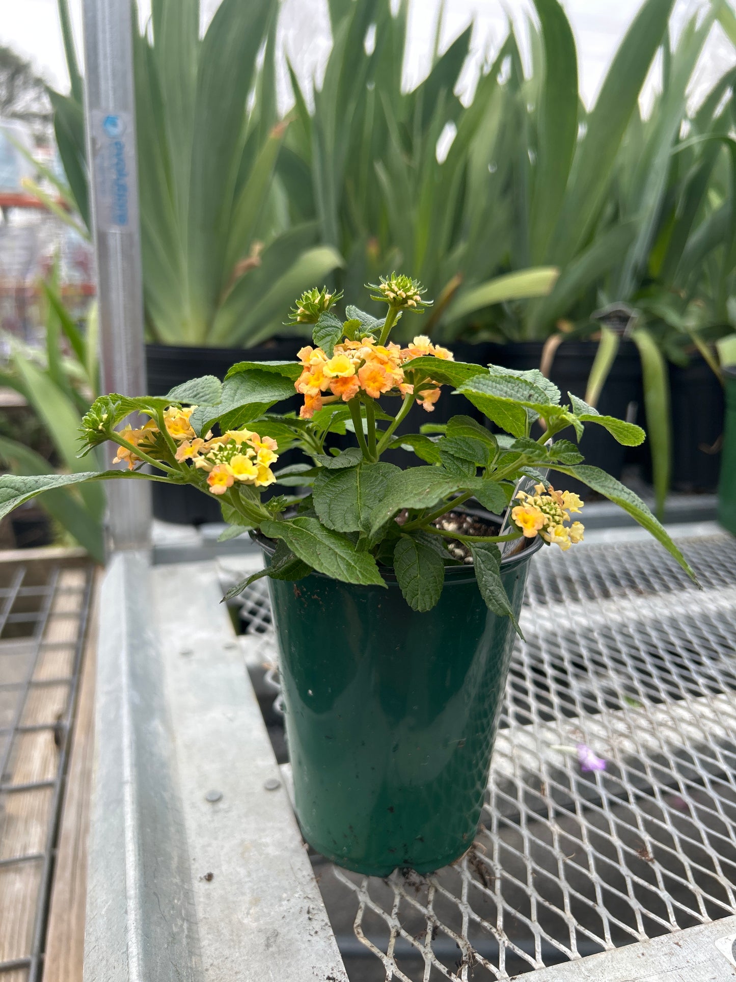 Lantana Little Lucky Peach Glow