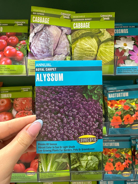 Royal Carpet Alyssum