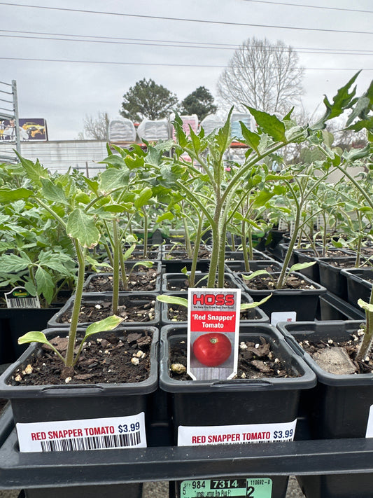 Red Snapper Tomato Cup