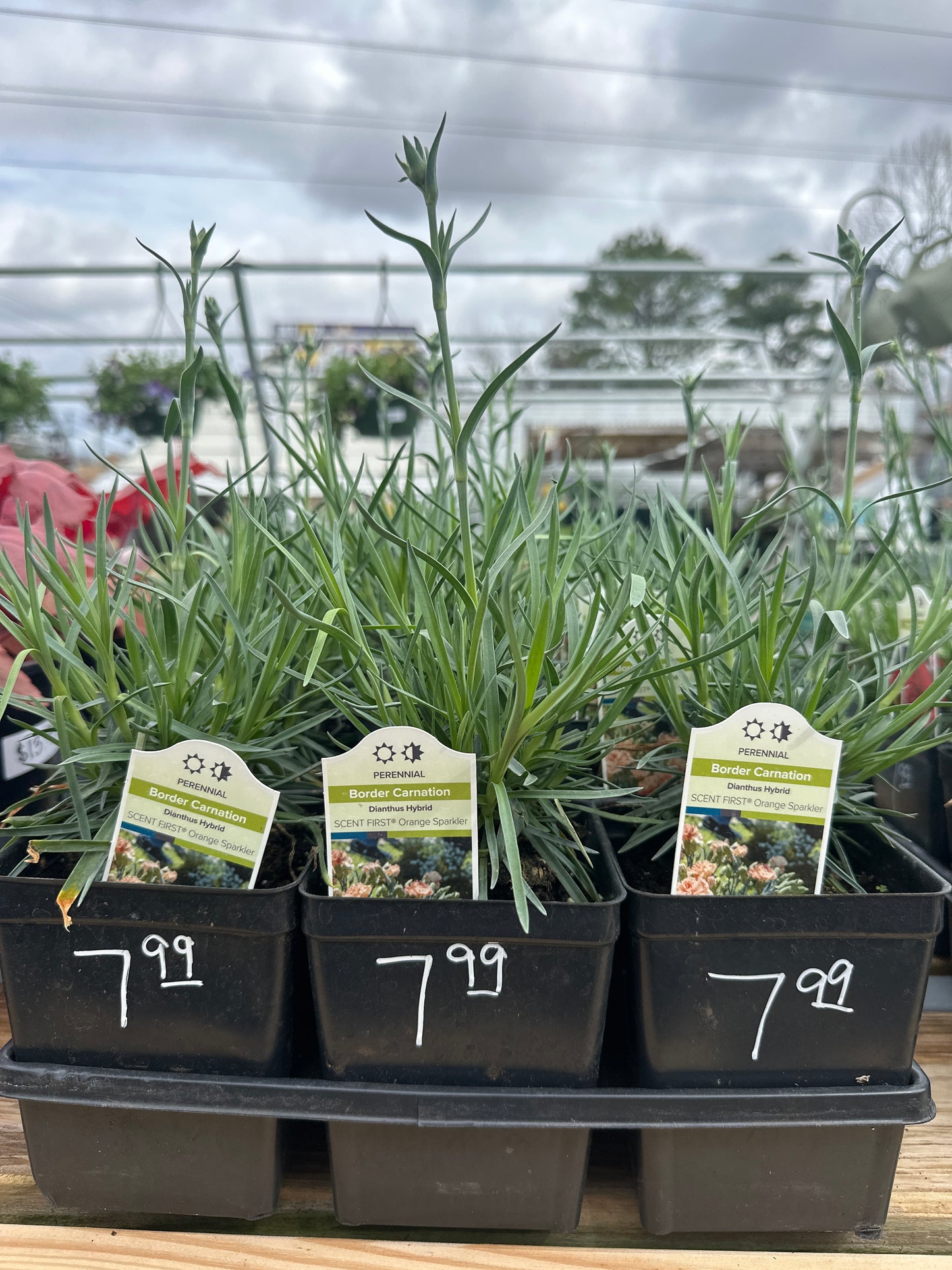 Border Carnation Dianthus Hybrid
