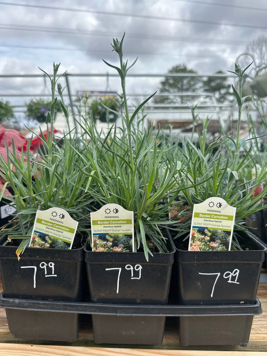 Border Carnation Dianthus Hybrid