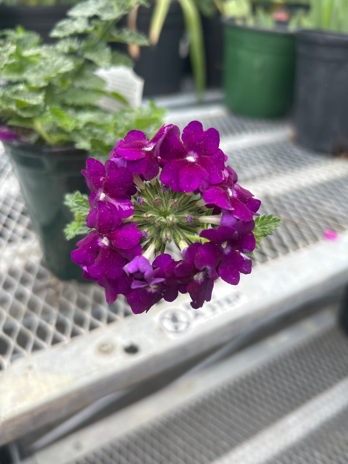 Verbena Firehouse Purple