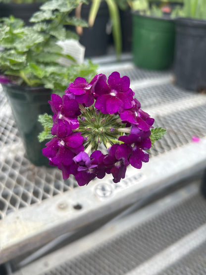 Verbena Firehouse Purple