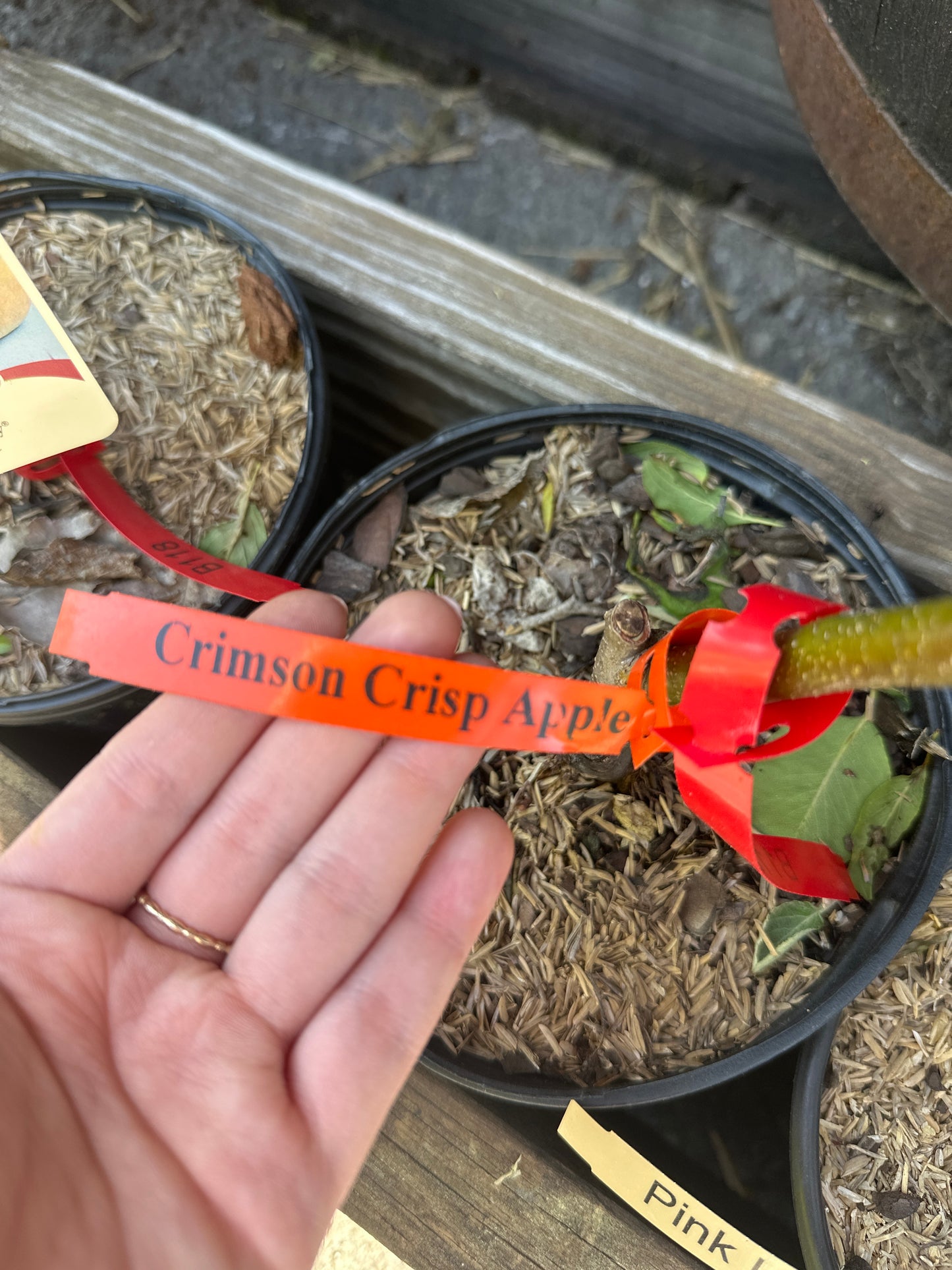 Crimson Crisp Apple 1gal