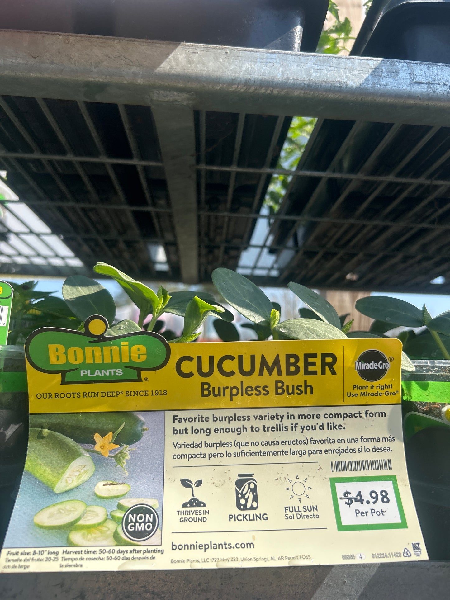 Cucumber Burpless Bush Bonnie Cup