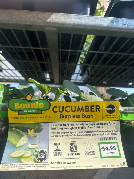 Cucumber Burpless Bush Bonnie Cup