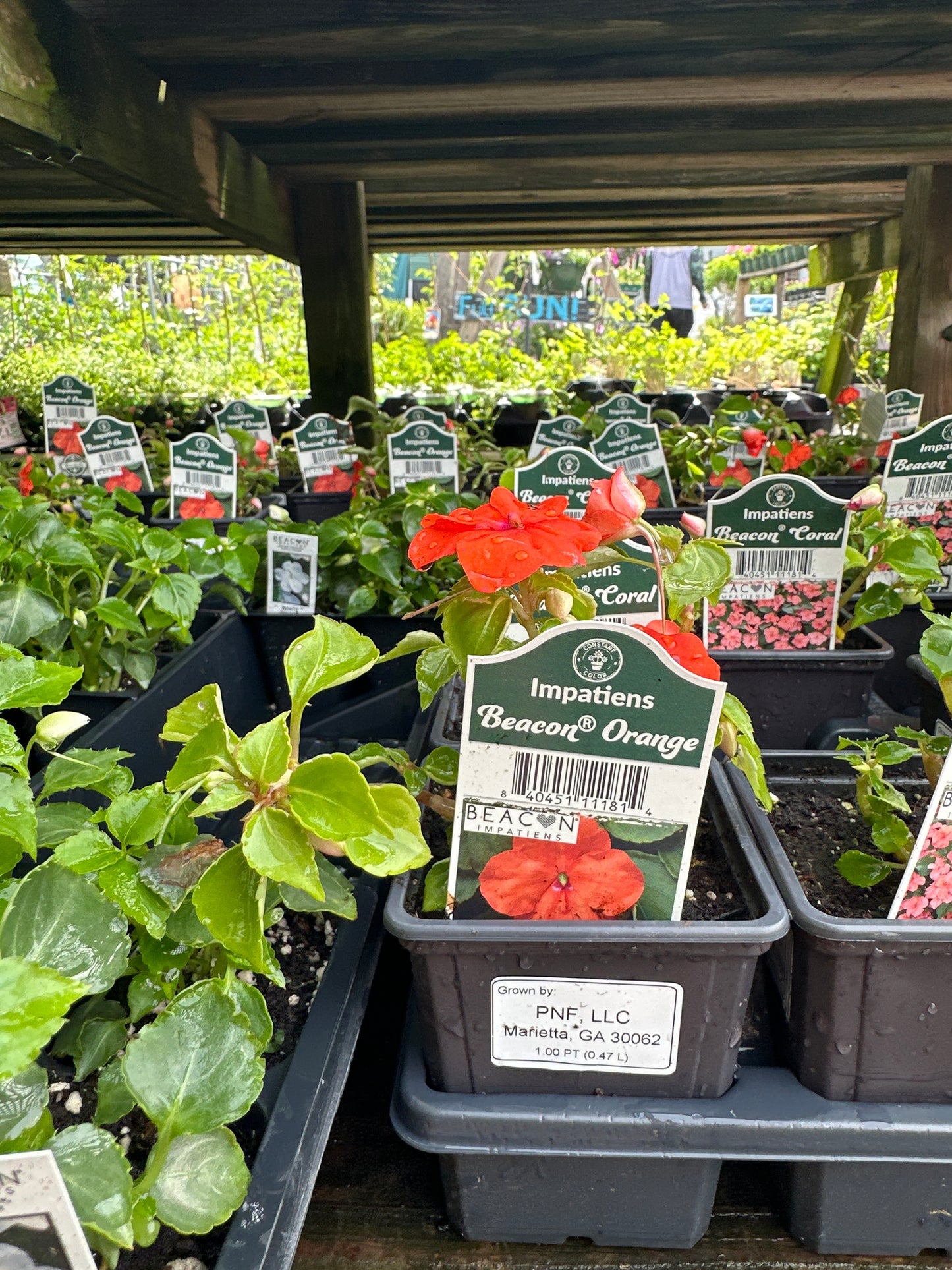 Impatiens Beacon Orange