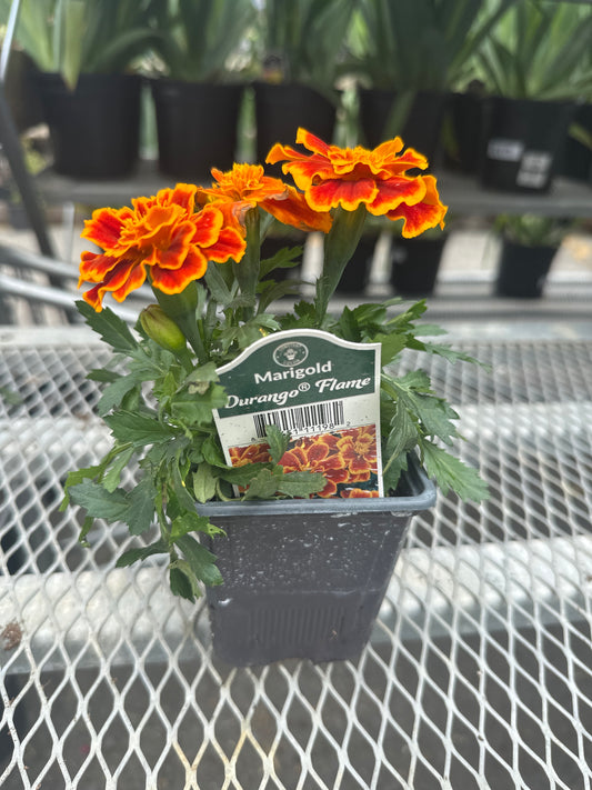 Marigold