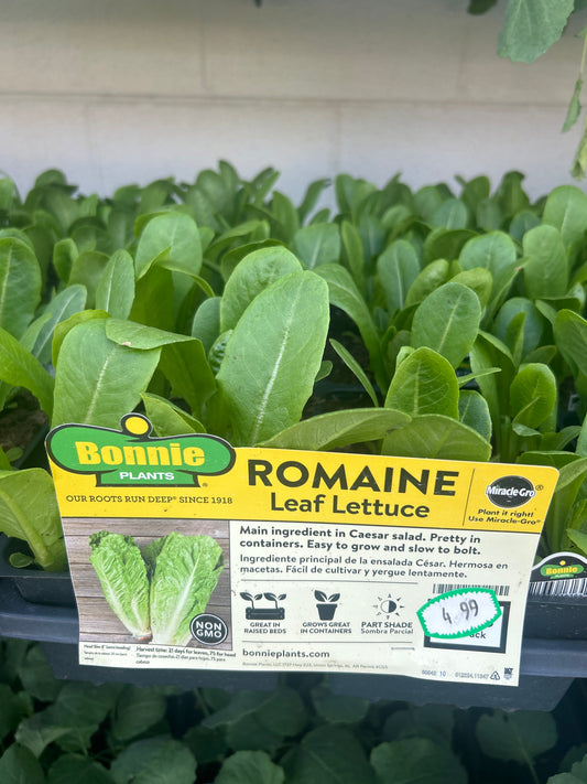 Romaine Leaf Lettuce 6 Pack